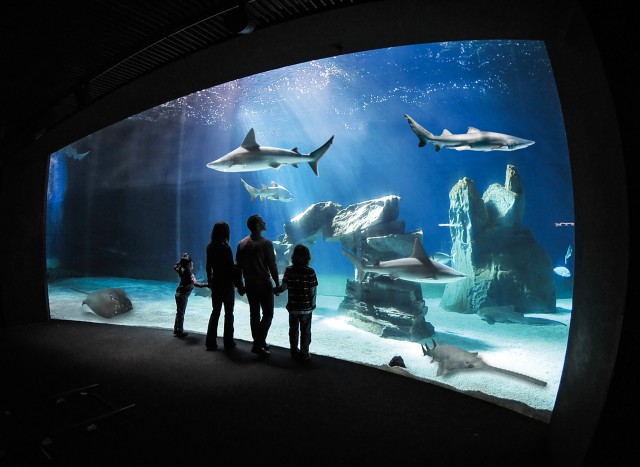 Visit Genoa Aquarium of Genoa Entry Ticket with Snack in Genoa, Italy