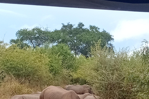 Eswatini: Rhino Walk in Hlane Royal National Park