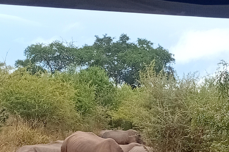 Eswatini: Rhino Walk in Hlane Royal National Park