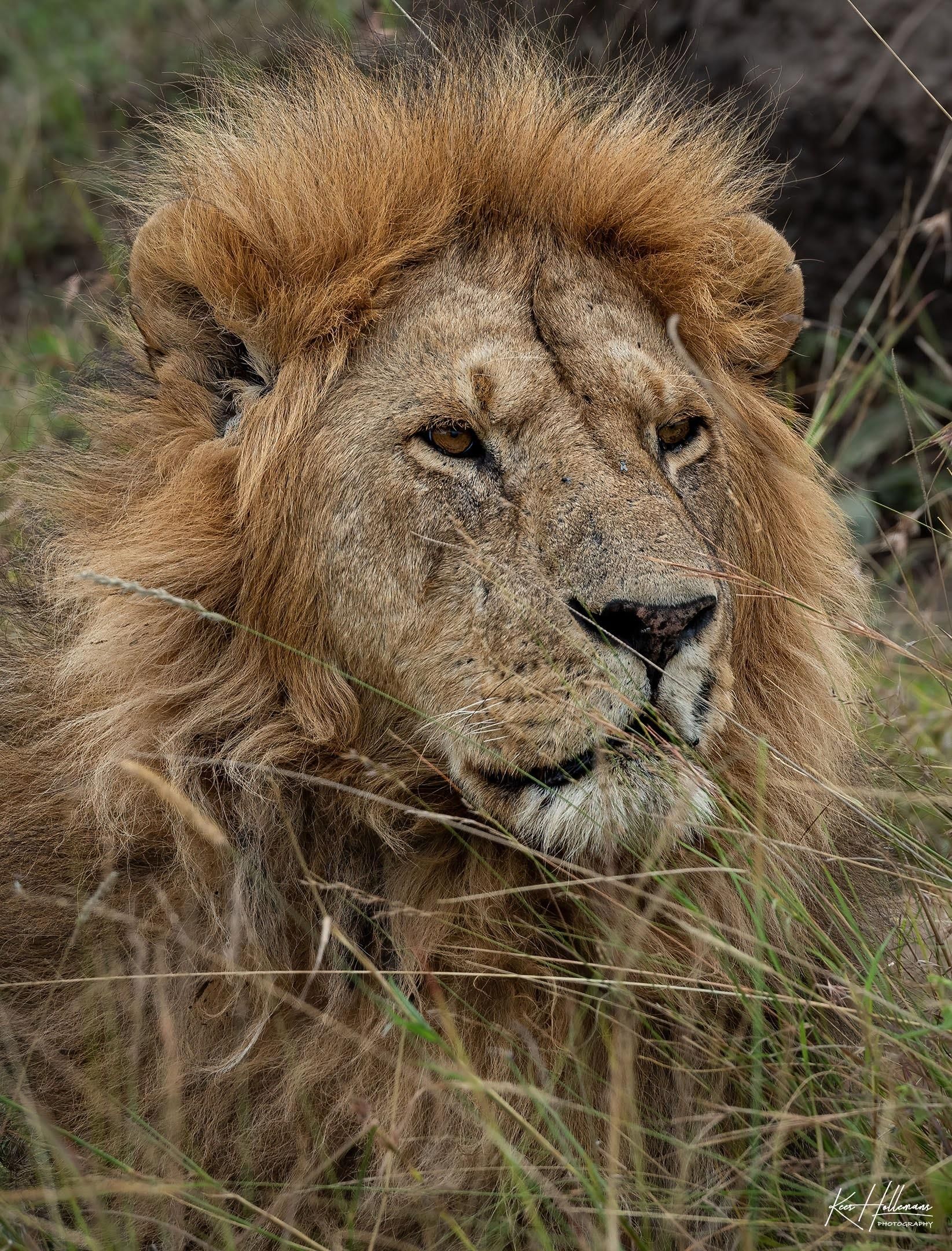 Ab Nairobi: 2-Nächte-Masai-Mara-Safari & Pirschfahrten