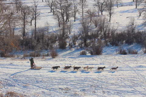 Super Combo Winter: Dogsledding and many more in Terelj Park