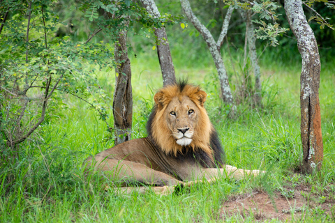 2 Days Akagera National Park Safari with Hot Air Balloon