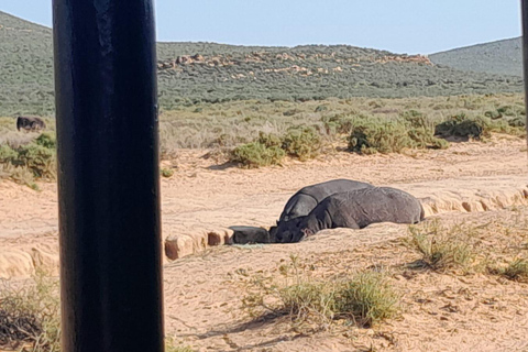 Safari ao pôr do sol na Aquila Game Reserve com transporte privado