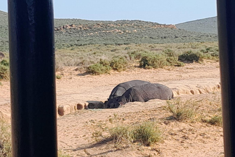 Safari al atardecer en la Reserva de Caza de Aquila con transporte privado