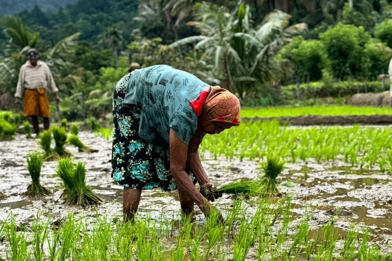 Belihuloya Trails Stage 1 : 3-Day Tour with Drop off at Ella