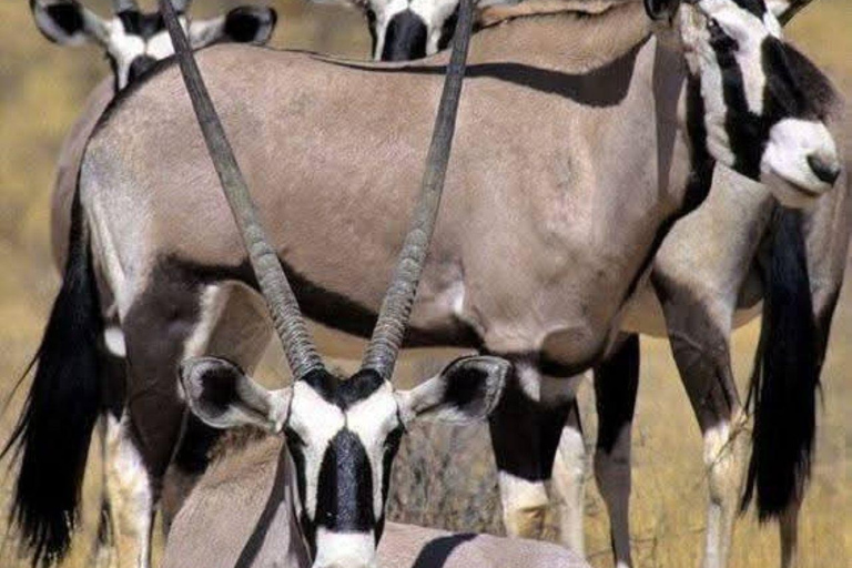 3 Days, 2 nights safari to Samburu National Reserve 3 Days private safari in a 4x4 Landcruiser jeep