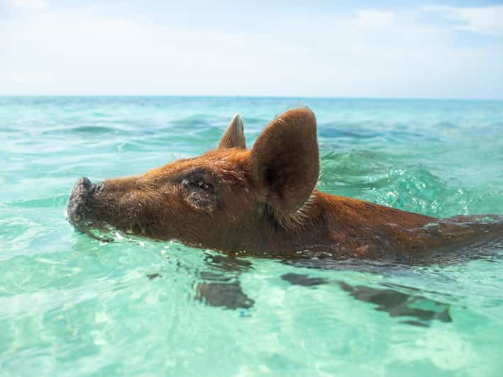 Nassau: Rose Island Swimming Pigs Morning Tour | GetYourGuide