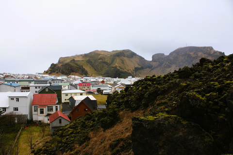 Westman Islands World´s Largest Puffin Colony & Volcano Tour