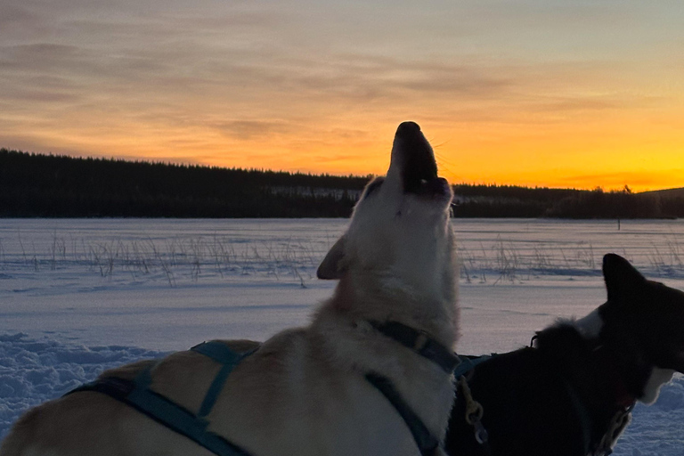 Rovaniemi: Insider 10 km Husky Sled Ride