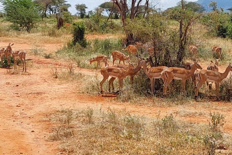 Tsavo Oost en Tsavo West heiligdom safari