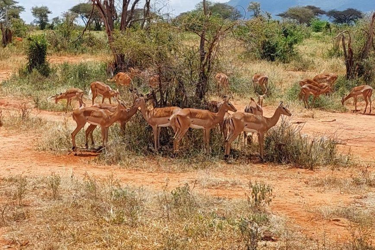 Safari i reservaten Tsavo East och Tsavo West