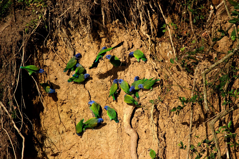 Puerto Maldonado: tour all&#039;alba al Cachuela Parrots Clay LickPuerto Maldonado: tour all&#039;alba con pappagalli cachuela e leccatoi di argilla