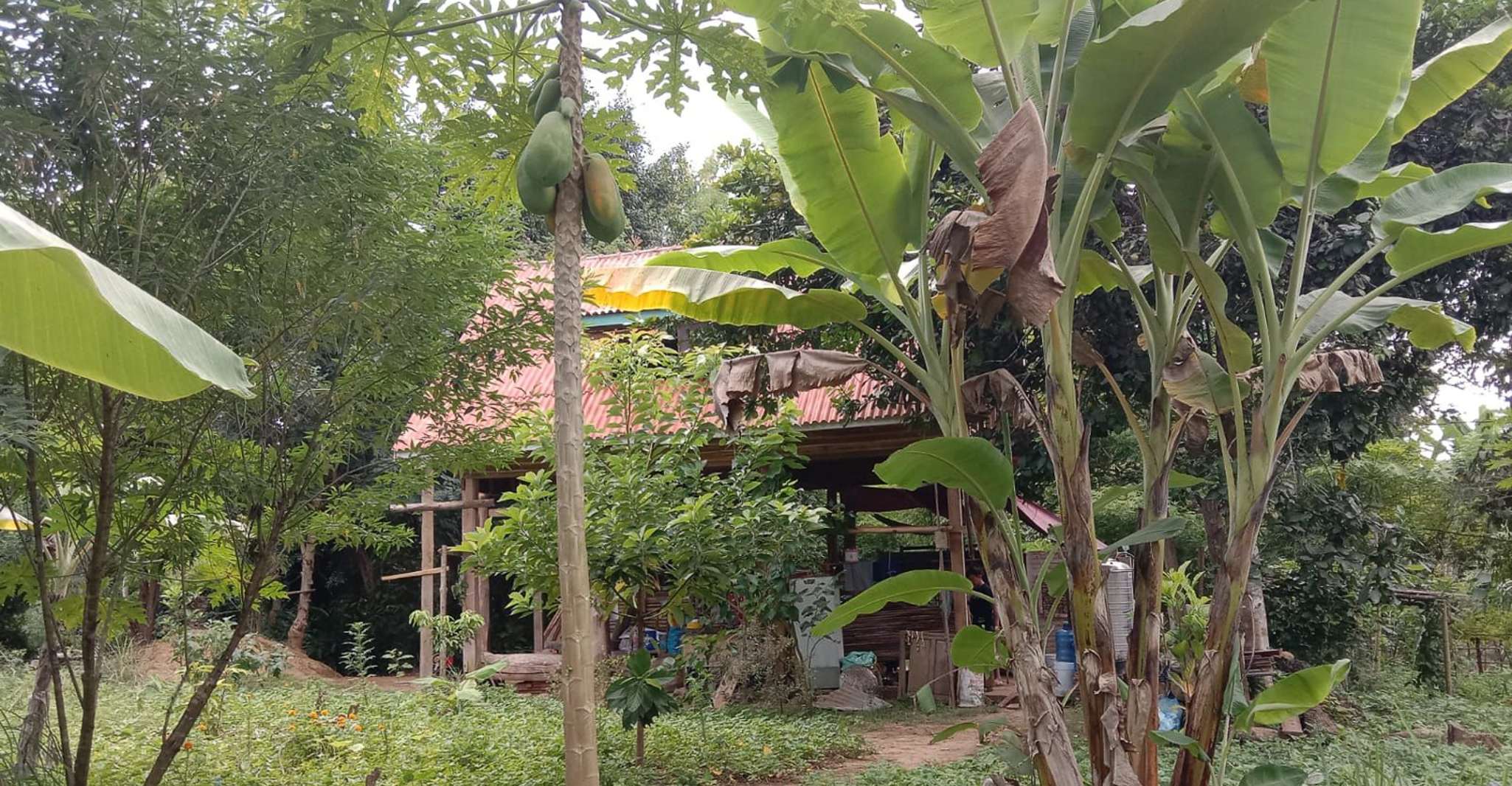 Luang Prabang, expérience agricole biologique et randonnée à Kuang si - Hizvo