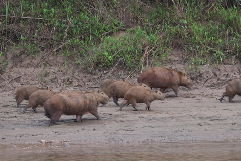 Tambopata Tour 2 days/1 night Sandoval Lake: nature and boat rides