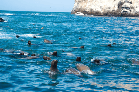 Lima: Palomino Islands Private Tour & Sea Lions + Pick-Up