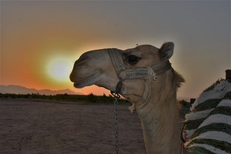 Hurghada: Camel Ride & horse ride and Off-Road Jeep Tour pickup from hotels inside hurghada