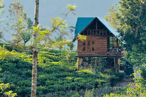 ELLA : Tea-Making Experience Tour with Tasting and Snacks