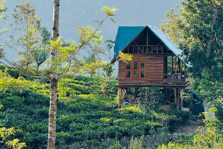 ELLA : Tea-Making Experience Tour with Tasting and Snacks