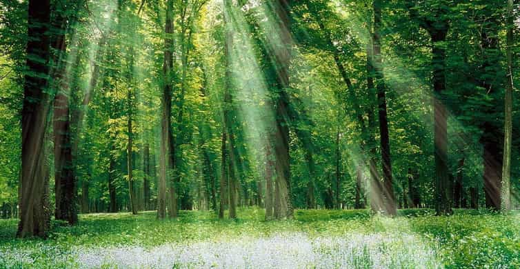 Baku-Gabala-Shamakhi-Tufandag -Nohur lake - Lavender fields photo 10