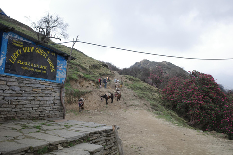 From Pokhara: Mardi Himal Trek with Accommodation and Guide