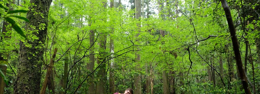Hakone Hachiri : Visite d'une demi-journée de randonnée sur l'ancienne route du Tokaido