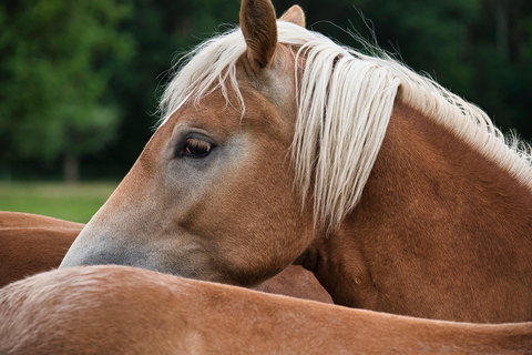 Thessaloniki: Horse Riding Escape with Farm
