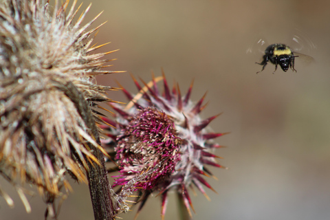 Oaxaca: Sierra Norte Ixtepeji Guided Hike & Lunch, Half-Day