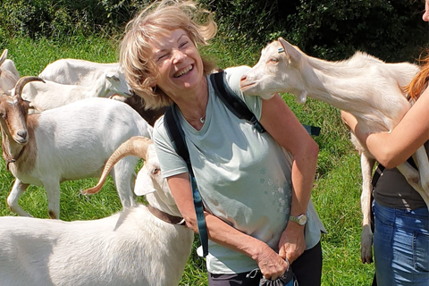 Goat hike near Dresden Goat hike near Dresden for 6-10 people (90 MINUTES)