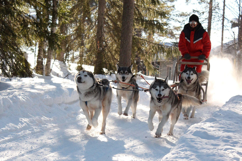 Rovaniemi: Santa Claus Village + Husky & Reindeer Sled Ride