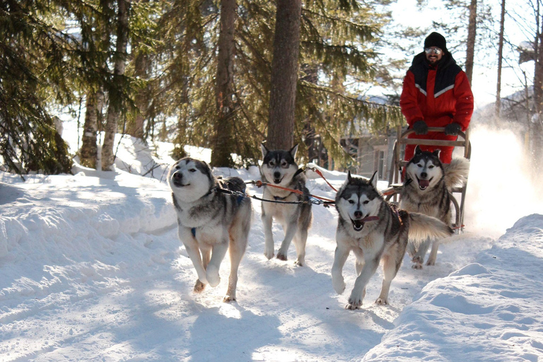 Rovaniemi: Einstündiges Husky-Erlebnis