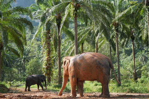 Krabi: Observation Only - Elephant Sanctuary Mini Moments