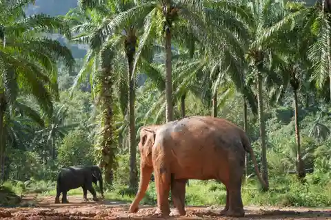 Krabi: Observation Only - Elephant Sanctuary Mini Moments
