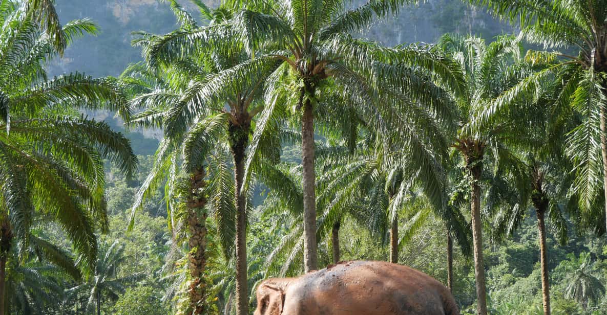 Krabi: Observation-Only Elephant Sanctuary Half-Day & Meal | GetYourGuide