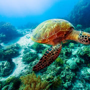 Bohol: Balicasag Boat Tour with extra snorkeling time Bohol: Balicasag Boat Tour with extra snorkeling time
