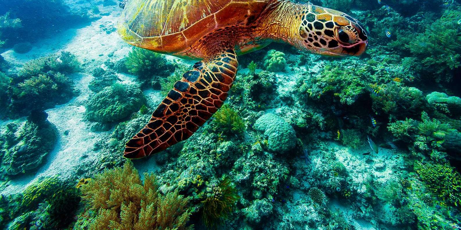 【077】海のリング／珊瑚／亀／熱帯魚／海 077】海のリング／珊瑚／亀／熱帯魚／海 077】海のリング／珊瑚／亀