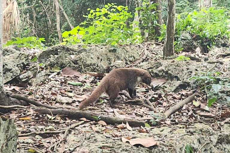 Aventure hors route en quad à Cozumel vers la grotte de Jadecozumel : aventure en quad hors route à la grotte de Jade