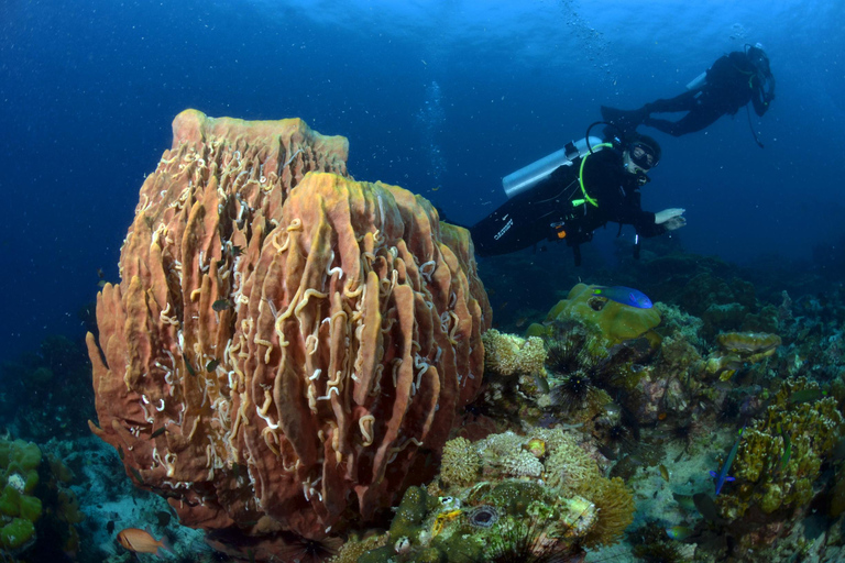 Pattaya: Fun Dive 2 Ocean Dives and Lunch (Certified Diver)