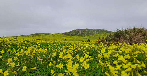 Kapstadt: Frühlingstour 2026 an der Westküste