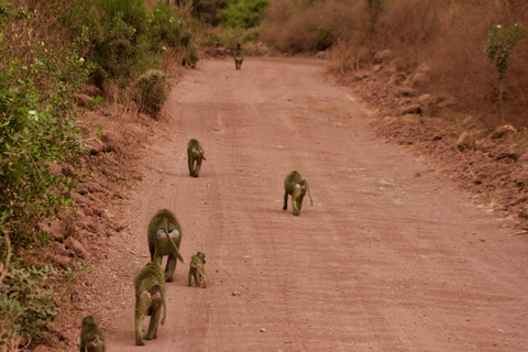 Lake Manyara Day TripPrivate Lake Manyara day trip