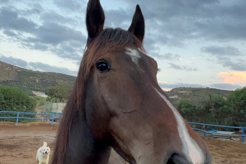 Heraklion: Finikia Horse Riding Day Tour with Lunch