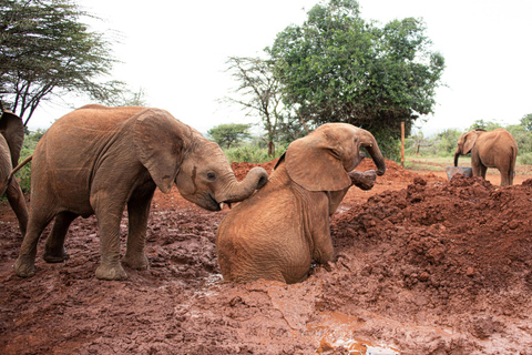 Elephant Orphanage & Giraffe Center Tour