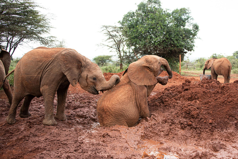 Elephant Orphanage & Giraffe Center Tour