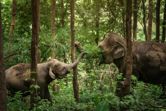 Chiang Mai: Ethical Elephant Encounter Feeding Program