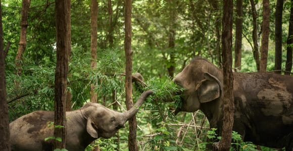 Chiang Mai: Ethical Elephant Encounter Feeding Program