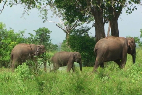 Von Ella: Transfer nach Galle/Mirissa mit Udawalawa Safari