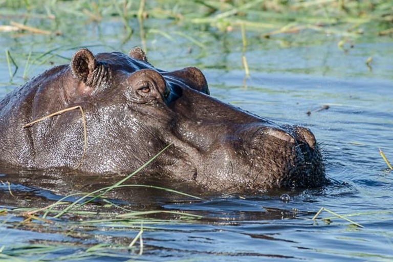 Von Victoria Falls: Tagestour zum Chobe-Nationalpark