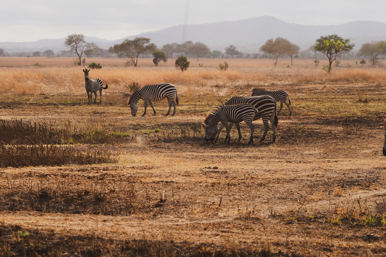 From Zanzibar: 2-Day Saadani Safari with Flight & meal