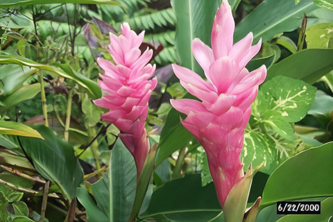 瀑布、巧克力之旅、雨林、皇家历史遗迹瀑布之旅、巧克力之旅、热带雨林、皇家历史之旅