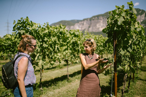 Mezzocorona: Teroldego Vineyard Tour and Wine Tasting German