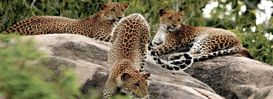 Parc national de Yala : billet d'entrée